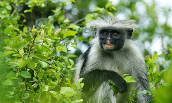 red-colobus-monkey-zanzibar