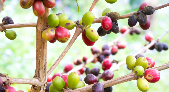 private coffee tour