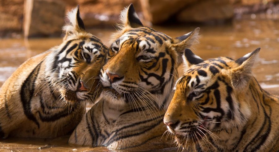 Travel through India to see the magnificent tiger
