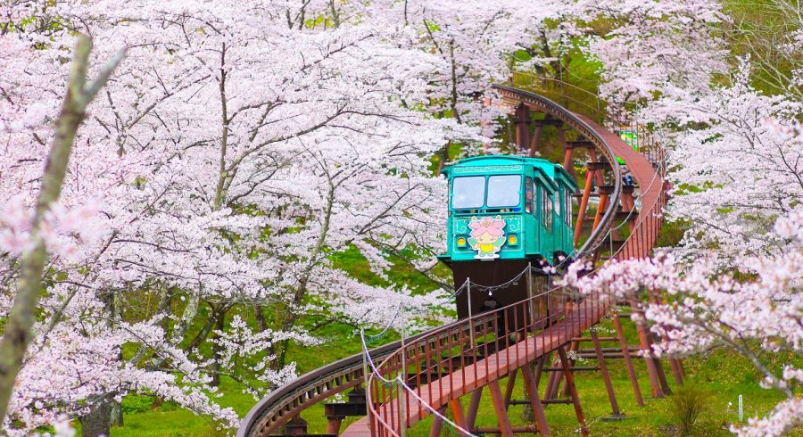 Cherry blossom season in Japan
