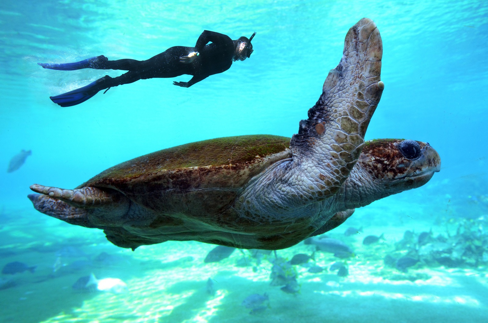 snorkeling in the Great Barrier Reef