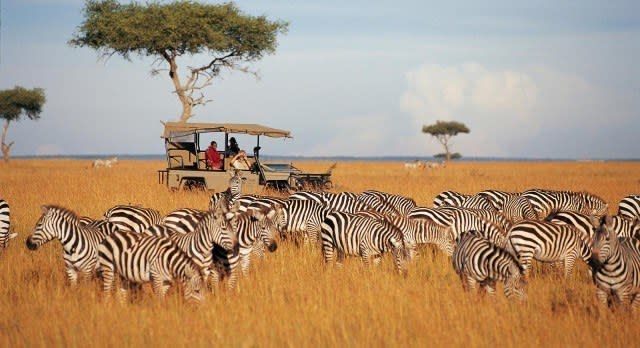 Zebras beim Safarifahrt in Masai Mara beobachten