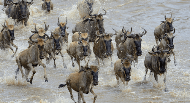 Gnus durchqueren einen Fluss bei der Tierwanderung