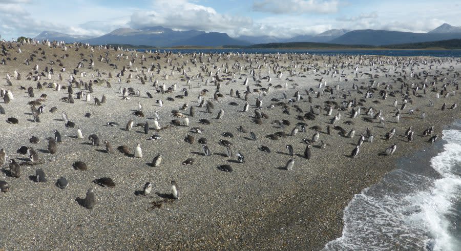 Pinguine aus nächster Nähe bewundern