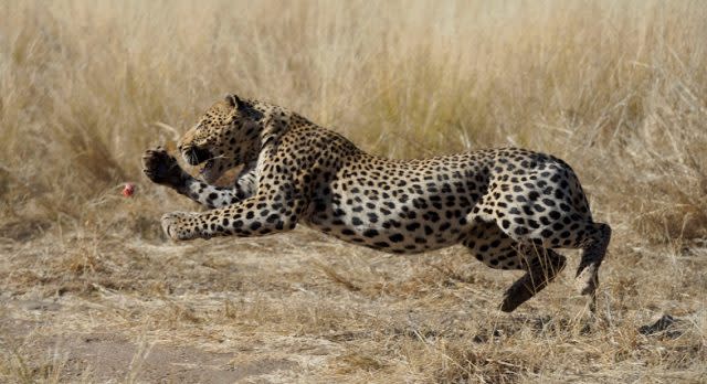 Geparden im Etosha Nationalpark