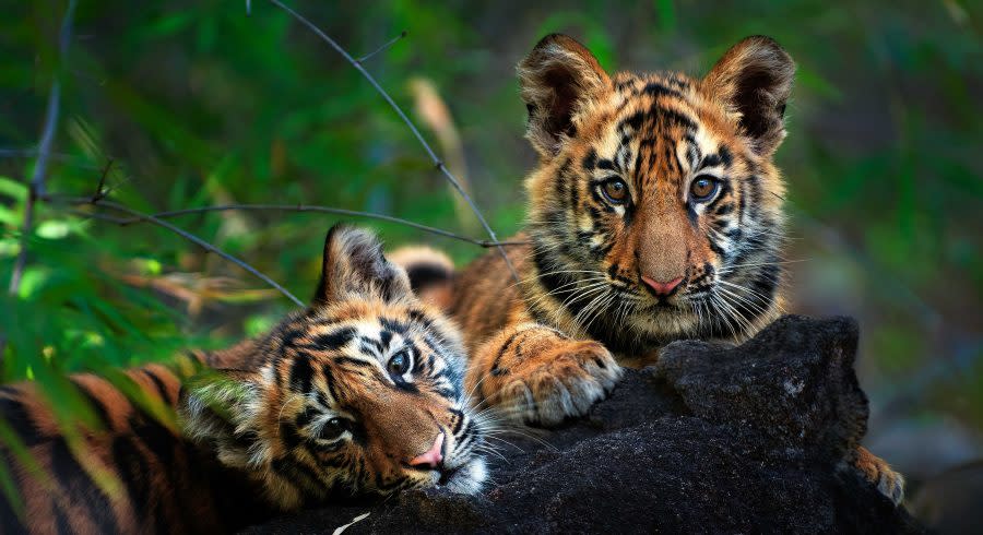Tiger im Bandhavgarh Nationalpark