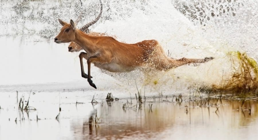 Botswana Safaris