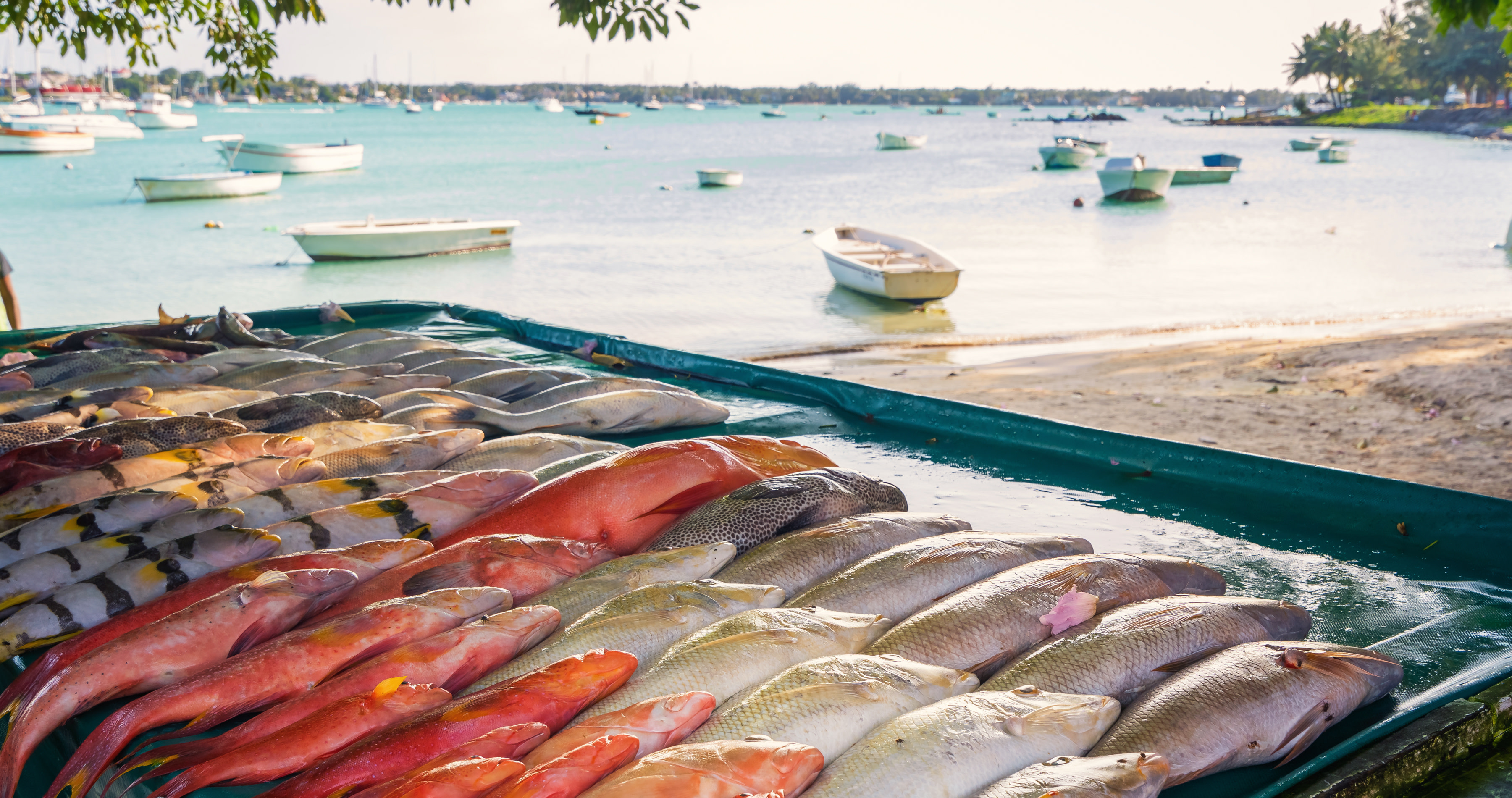 Delicious fish dishes of Mauritius - fresh fish from the ocean