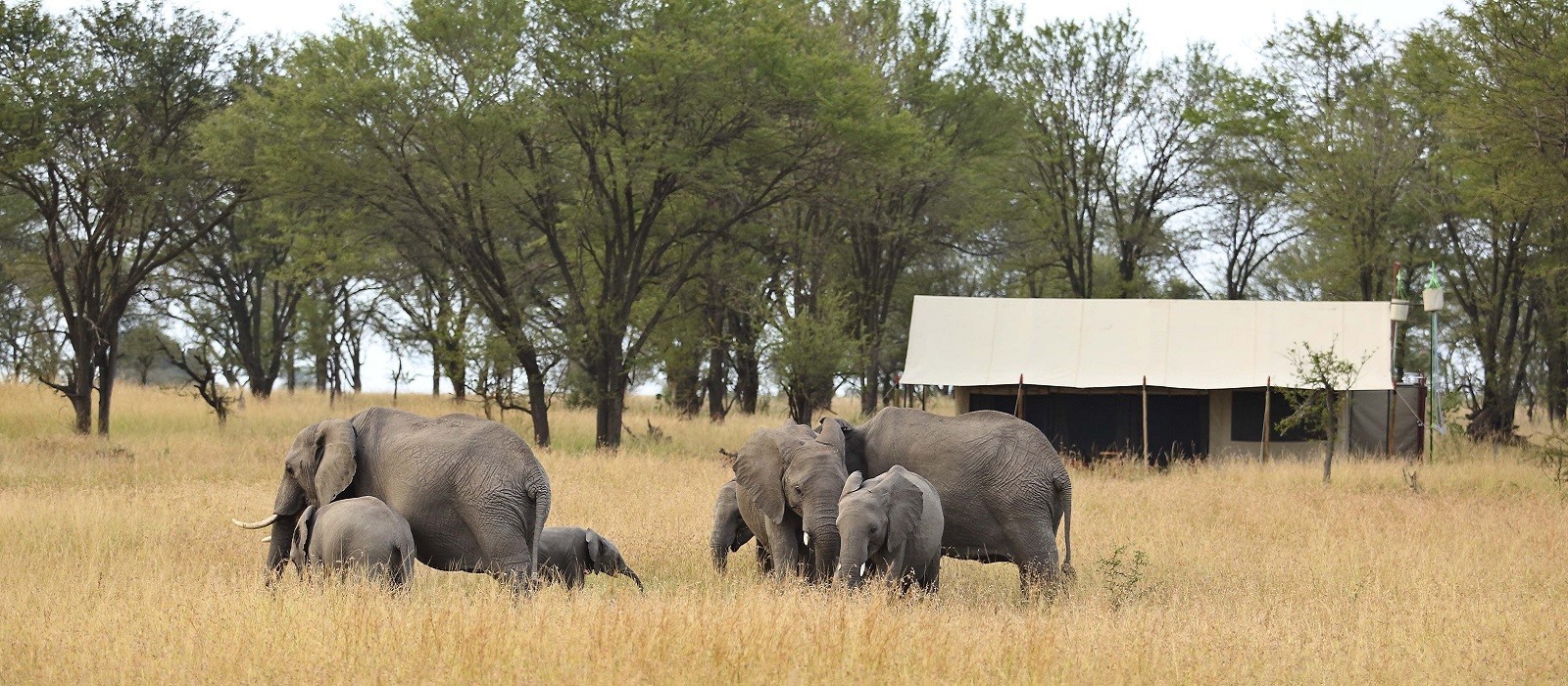 Kimondo Migration Camp Hotels In Northern Serengeti