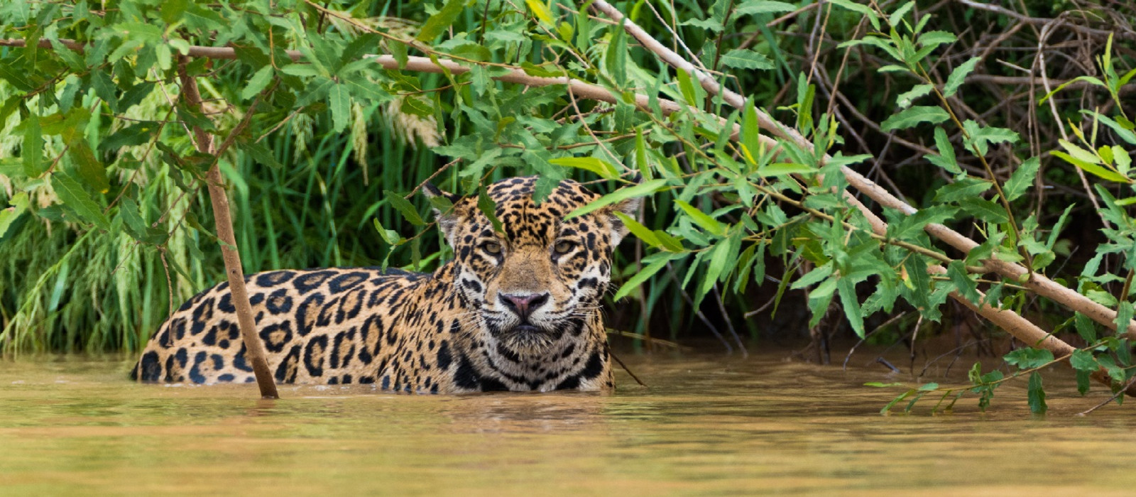 Amazon Jungle & Brazil Beaches Tour Enchanting Travels