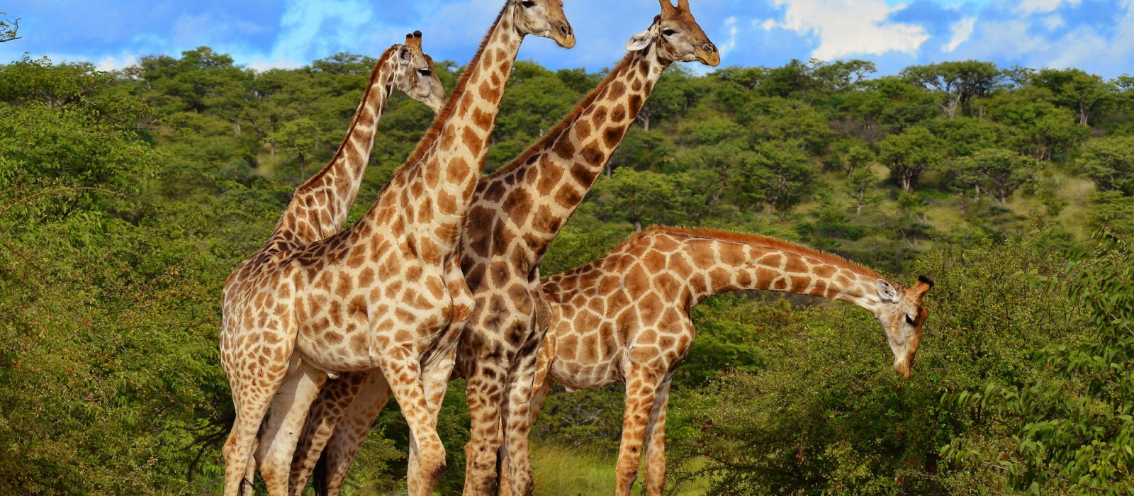 Highlights Of Southern Africa Custom Trip Enchanting Travels