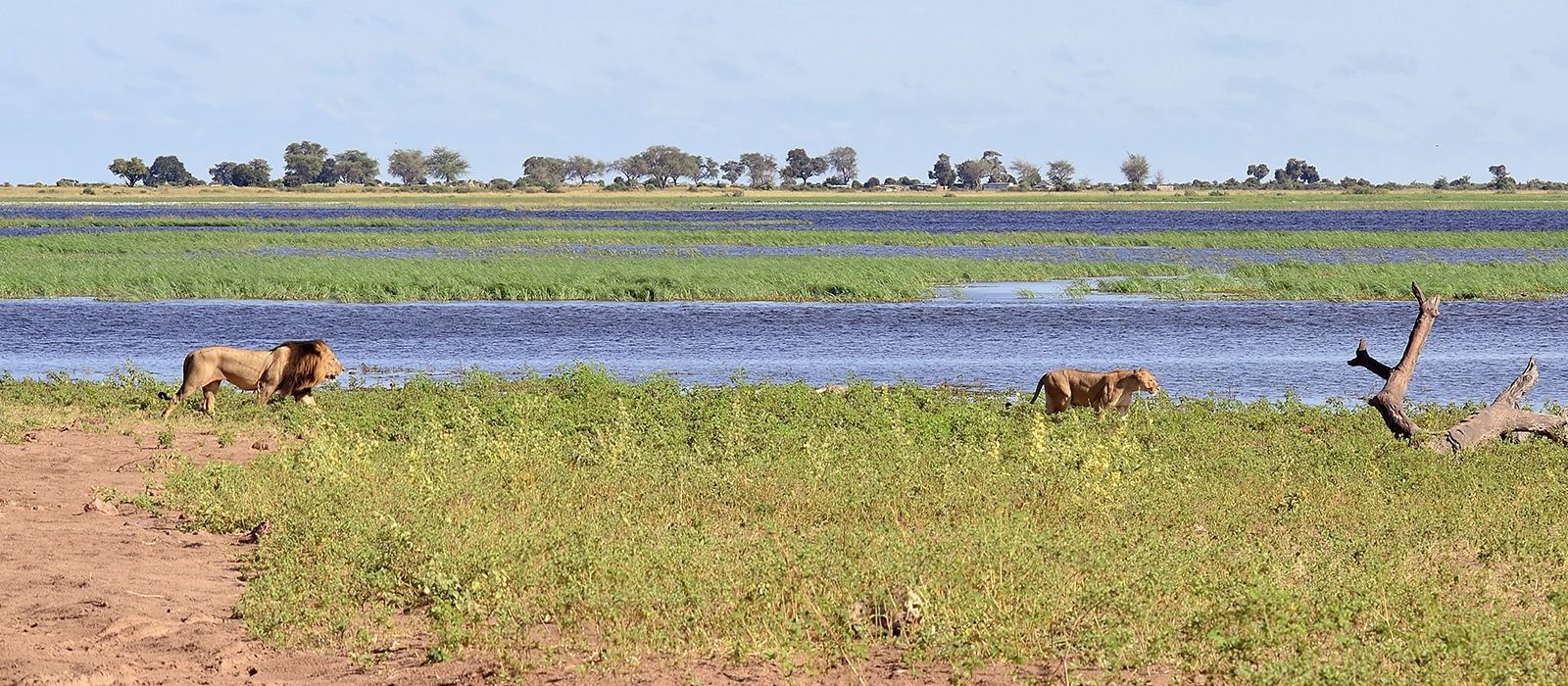 Exclusive Travel Tips for Savuti & Linyanti in Botswana