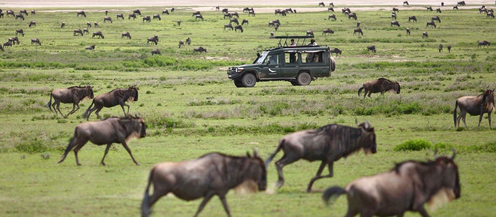 traveltoexplore - The Best Safari Destinations in the World
