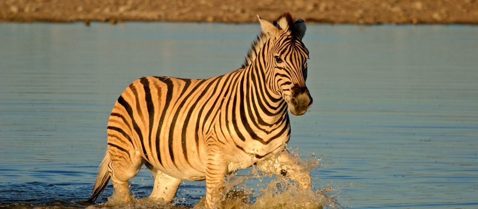Gate Travels Reviews Gate Travels Reviews