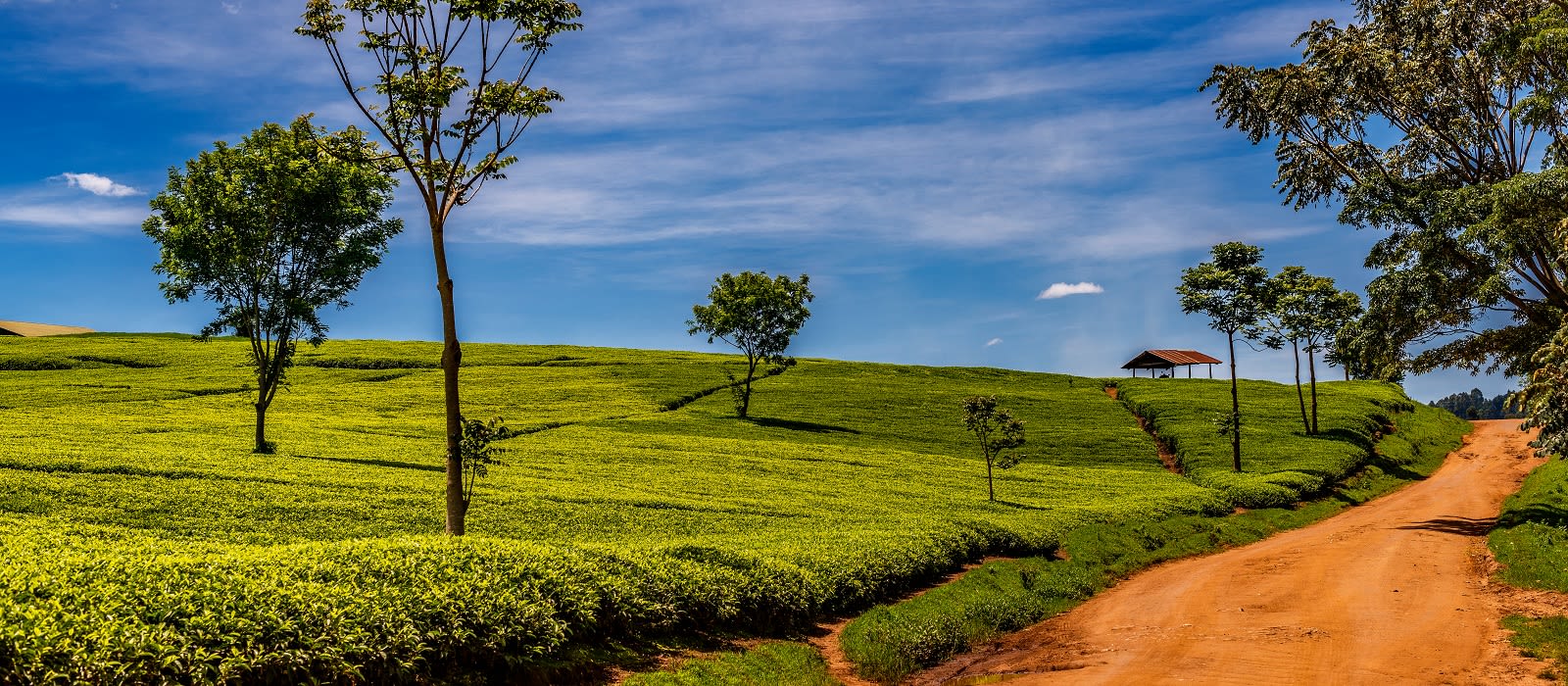 Exclusive Travel Tips for Kericho & Nandi Hills in Kenya