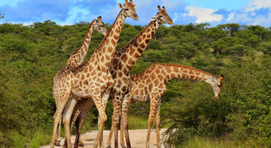 Empfohlene Individualreise, Rundreise: Kenia & Tansania Safarireise: Ungezähmte Wildnis Empfohlene Individualreise, Rundreise: Kenia & Tansania Safarireise: Ungezähmte Wildnis