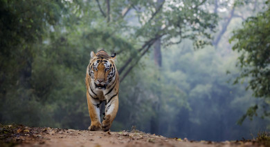 Empfohlene Individualreise, Rundreise: Indien: Höhepunkte des Nordens Empfohlene Individualreise, Rundreise: Indien: Höhepunkte des Nordens