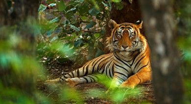 Empfohlene Individualreise, Rundreise: Indien: Tiger Safari und der Taj Mahal Empfohlene Individualreise, Rundreise: Indien: Tiger Safari und der Taj Mahal