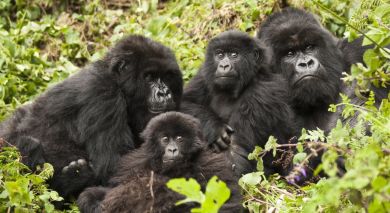 Example private tour: Kenya and Rwanda: Call of the Wild Example private tour: Kenya and Rwanda: Call of the Wild