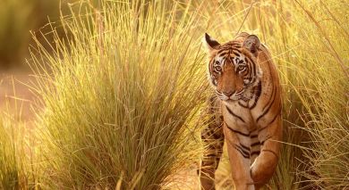 Example private tour: In The Land of Tigers Example private tour: In The Land of Tigers