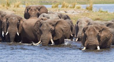 Empfohlene Individualreise, Rundreise: Botswana & Simbabwe hautnah: Viktoriafälle, Chobe & Okavango Delta Empfohlene Individualreise, Rundreise: Botswana & Simbabwe hautnah: Viktoriafälle, Chobe & Okavango Delta