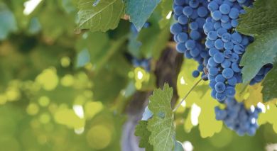Example private tour: Argentina and Chile: Food and Wine Experience Example private tour: Argentina and Chile: Food and Wine Experience