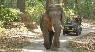 Example private tour: Wild and Urban Jungle Jaunts Example private tour: Wild and Urban Jungle Jaunts