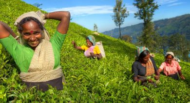 Empfohlene Individualreise, Rundreise: Sri Lanka: Reise zur Heimat des berühmten Ceylon-Tees Empfohlene Individualreise, Rundreise: Sri Lanka: Reise zur Heimat des berühmten Ceylon-Tees