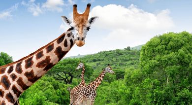Empfohlene Individualreise, Rundreise: Südafrikas Wildnis entdecken – West Kap und Krüger Nationalpark Empfohlene Individualreise, Rundreise: Südafrikas Wildnis entdecken – West Kap und Krüger Nationalpark