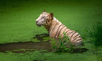 White Tiger