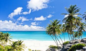 a palm tree on a beach near a body of water