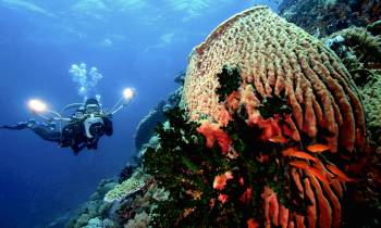 Diving Palawan