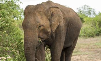 Elephant, Udawalawe National Park