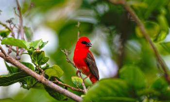 Seychelles Wildlife