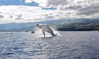 Whales and Dolphins Cap La Houssaye