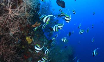 Diving