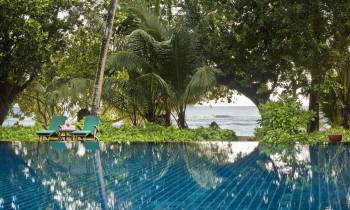 a group of palm trees next to a body of water