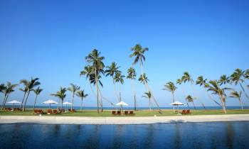a group of palm trees next to a body of water