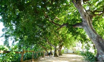 Ravenala garden