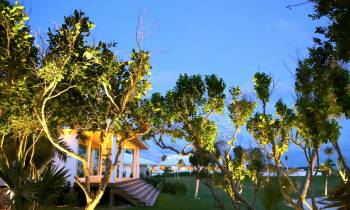 a group of palm trees next to a tree