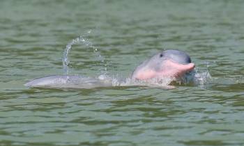 a bird swimming in water