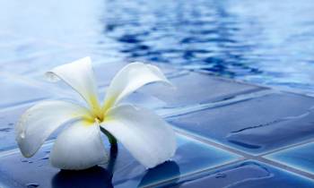 a white flower on water