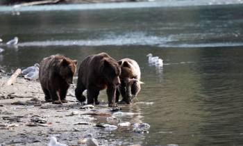 Bear Watching Excursion