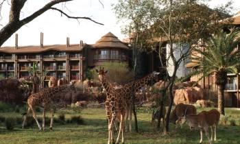 Disney's Animal Kingdom Lodge
