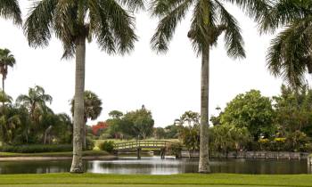 a group of palm trees next to a tree