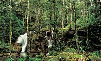a waterfall in a forest
