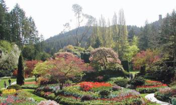 a close up of a flower garden with Butchart Gardens in the background