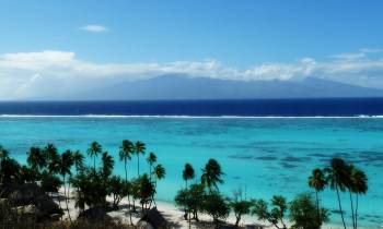 a palm tree in front of a body of water