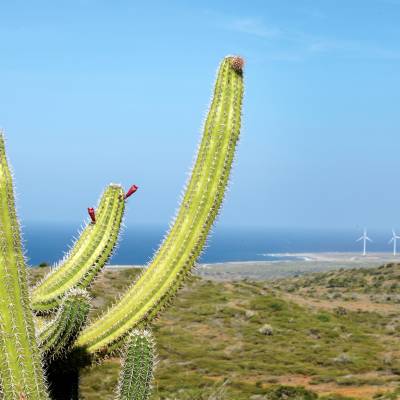 a cactus in a body of water