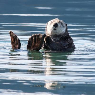 animal on the water